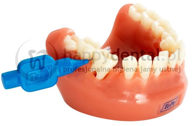 TePe Dental Model 1szt. - model edukacyjny uzębienia w skali 1:1 - NOWOŚĆ!