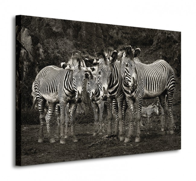 Art group Digital Zebras - Obraz na płótnie WDC42598