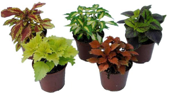 Coleus doniczka 10 cm