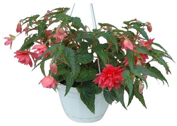 Begonia kosz 21 cm