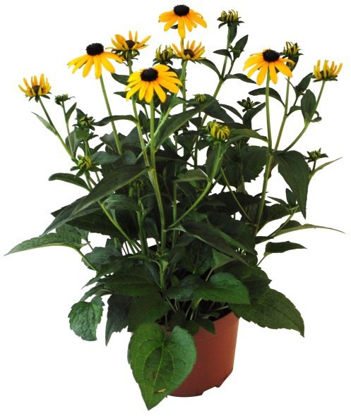 Rudbekia D17