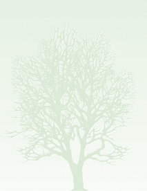 Arkusze barwne - Drzewo