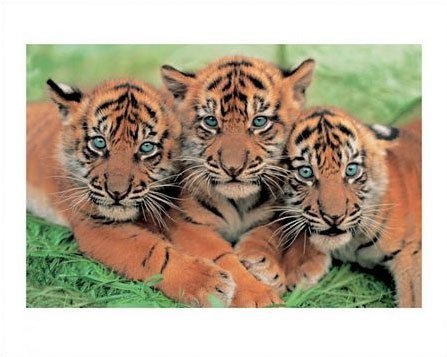 Pyramid Posters Tiger Cubs - reprodukcja