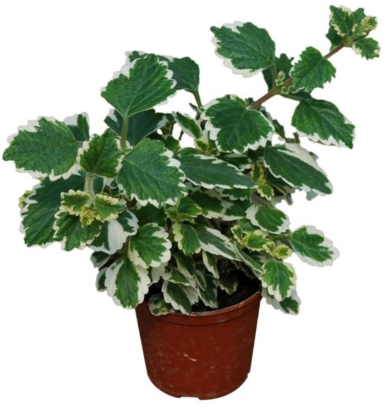 Plektranthus doniczka 10 cm