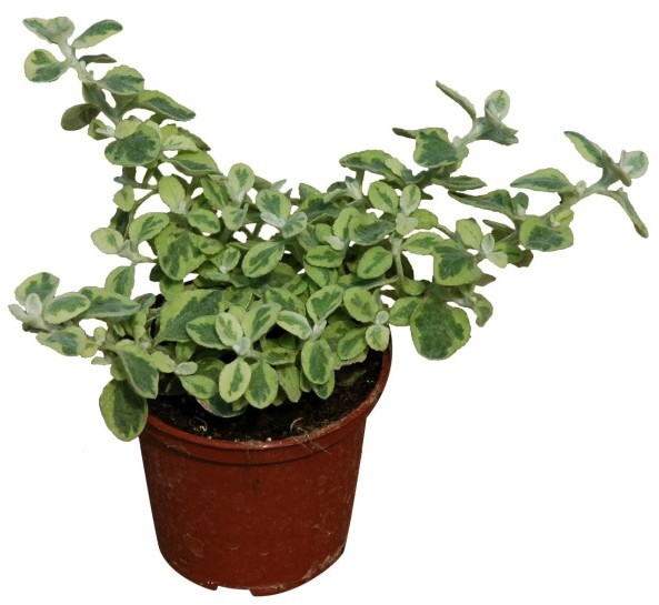 Helichrysum doniczka 10 cm