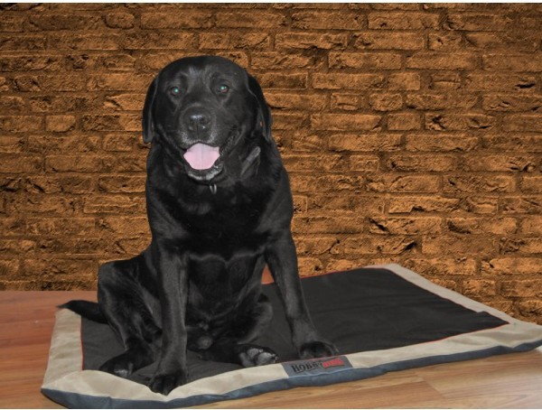 Hobbydog L Mata - Czarna