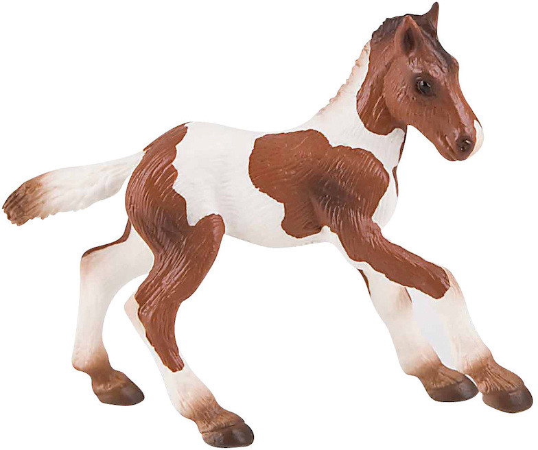 Źrebię rasy Quarterhorse
