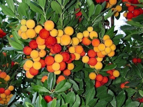 DRZEWKO TRUSKAWKOWE (Arbutus unedo) - sadzonka