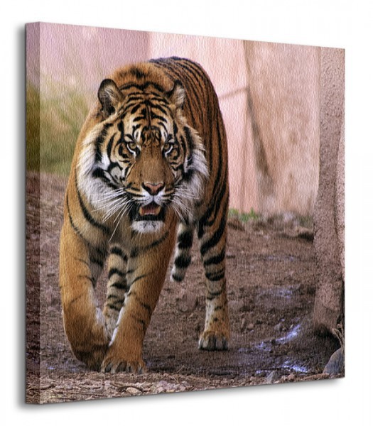 Nice wall Tygrys Alfa - Obraz na płótnie CKS0439