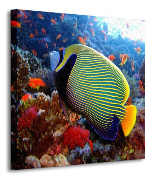 Nice wall Emperor angelfish - Obraz na płótnie CKS0235