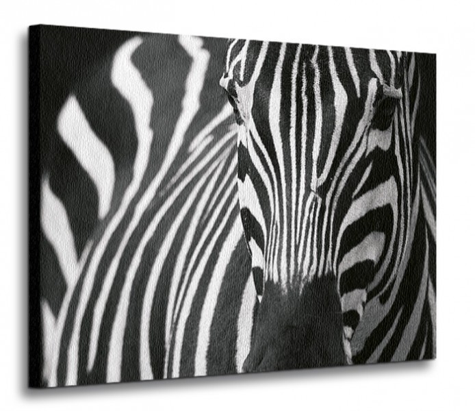 Nice wall Zebra - Obraz na płótnie CD0524