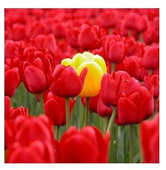 Nice wall yellow tulip - reprodukcja RKS0005