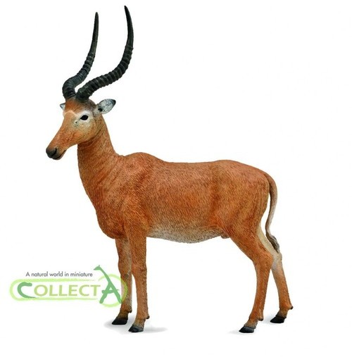 Collecta Hirola