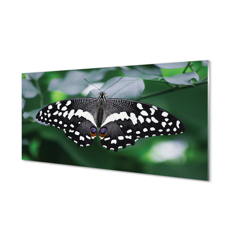 Panel lacobel + klej Kolorowy motyl liście 120x60