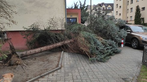 Warszawa Kabaty (fot. Anna Chabuda, Onet)