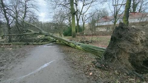 Park Żeromskiego w Szczecinie