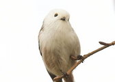 Birds in Poland on Instagram: "Dzień dobry :) raniuszek 🐦/ [ENG] Hello :) long tailed tit Zapraszam do obserwowania mojego konta! I...