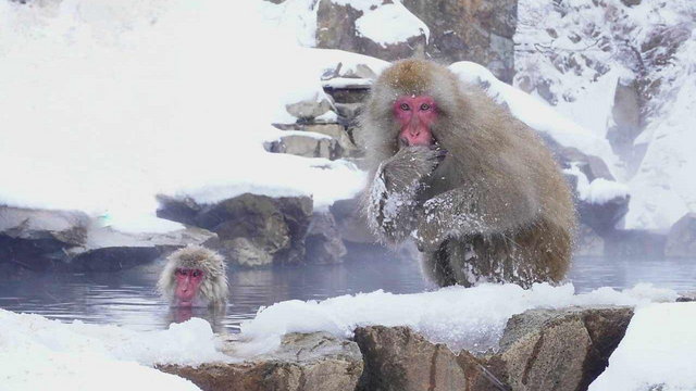 Małpy, które kochają gorącą kąpiel. Atrakcje zimowej Japonii