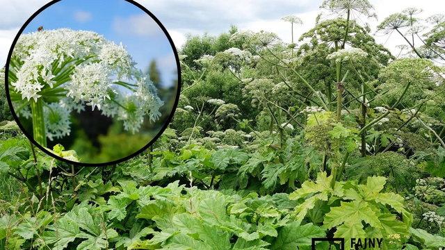 Niebezpieczna roślina, której populacja w Polsce z roku na rok wzrasta