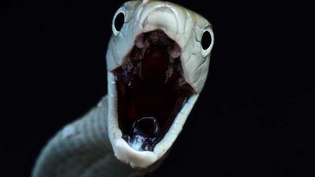 Czarna mamba — najszybszy i najbardziej niebezpieczny wąż