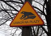 Migracja płazów w Krakowie. Zarząd Zieleni Miejskiej prosi o pomoc