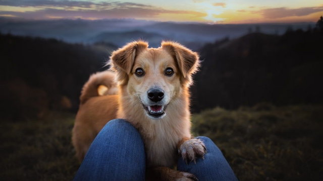 Czy twój pies ci ufa? Oto 5 dowodów na jego bezgraniczne zaufanie!