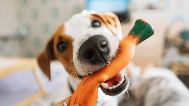 Pies zjadł gumową zabawkę – czy jechać do weterynarza?