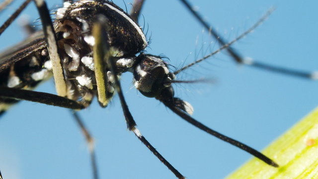 Groźne komary tuż za polską granicą. Czy grozi nam epidemia dengi?