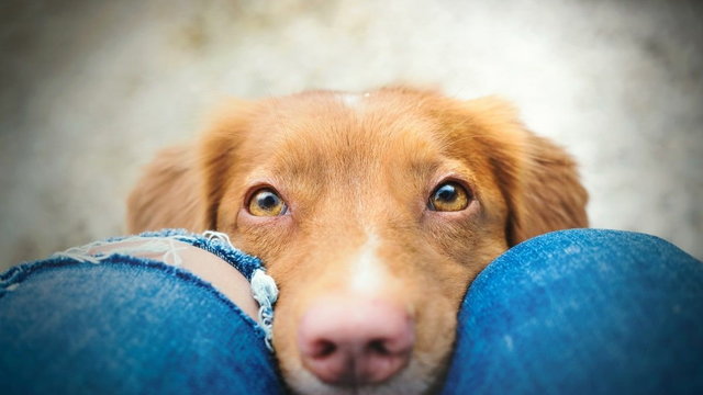 Jak psy widzą świat? Poznaj zdolności psiego wzroku - Psy.pl