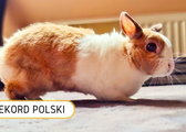Najstarszy królik - Rekord Polski ⋆ Biuro Rekordów