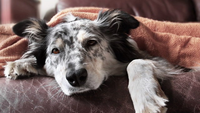 4 sposoby na psią nudę wystarczą, by poprawić samopoczucie pupila!