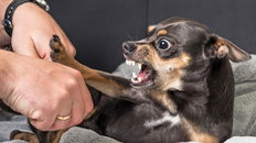 Pies szczeka i wystawia zęby — agresja czy reaktywność