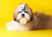 Trzy ciekawe fryzury dla shih tzu