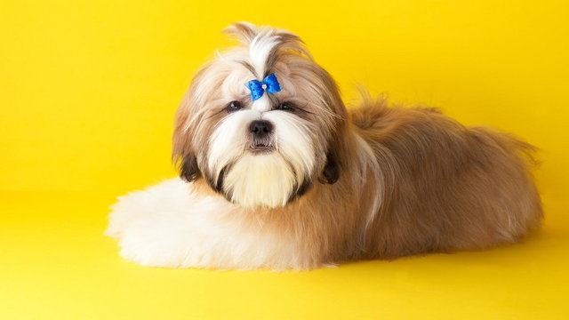 Trzy ciekawe fryzury dla shih tzu