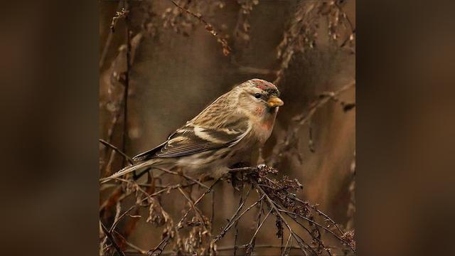 Birds in Poland on Instagram: "Czeczotka na Nowy Rok 💪🐦/ [ENG] Common redpoll W ten paskudny dzień - od rana padało… - wybrałem się na...