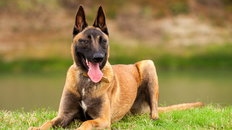 To odporny i niezwykle inteligentny pies. Jaki jest belgian malinois