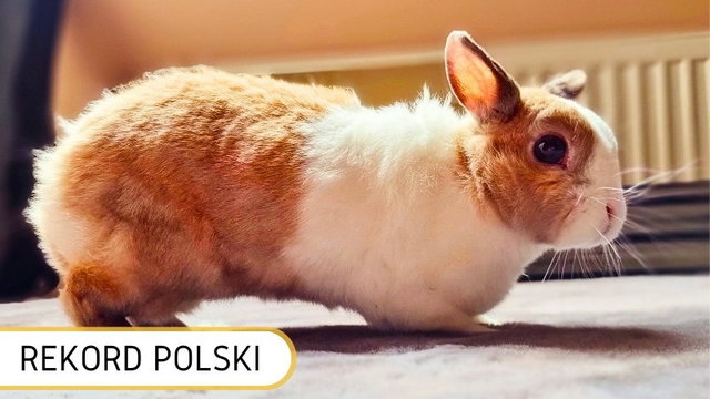 Najstarszy królik - Rekord Polski ⋆ Biuro Rekordów