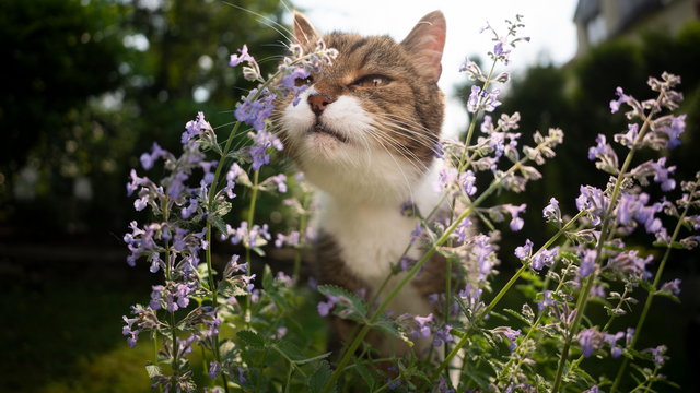 Koty kochają tę roślinę - domowa uprawa kocimiętki