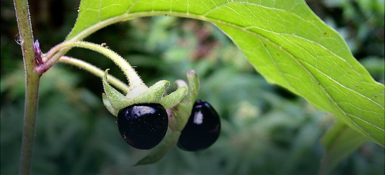 Belladonna. Белладонна красавка обыкновенная. Красавка ягода. Ядовитые ягоды белладонна. Паслен и белладонна.