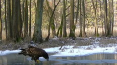 W powietrzu nie ma sobie równych. Okazuje się, że jest też świetnym... łyżwiarzem [WIDEO]