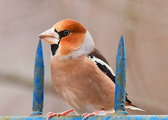 Birds in Poland on Instagram: "Grubodziób w pełnej krasie! 🐦/ [ENG] Hawfinch in my neighbourhood Czas i cierpliwość - zawsze uważałem, że w...