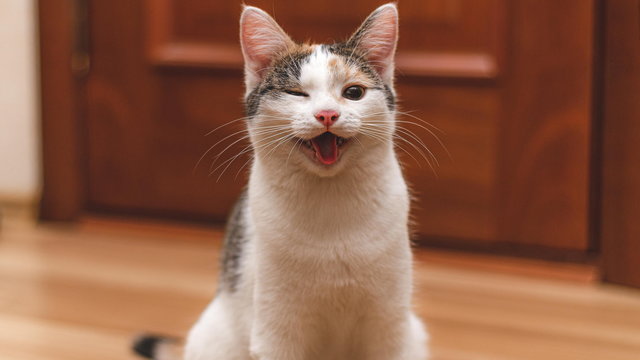 Co oznaczają "dziwne" zachowania kota? Możecie być zaskoczeni