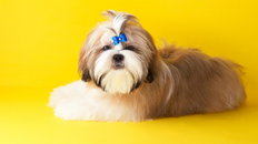 Trzy ciekawe fryzury dla shih tzu