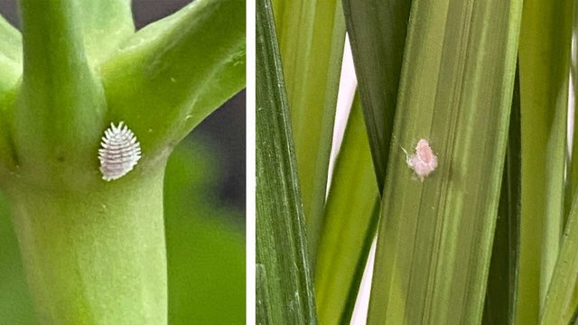 Wełnowce - te małe robaczki to zagrożenie dla storczyków i innych roślin!
