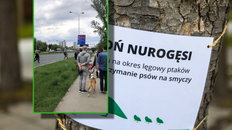 Widziałem przejście nurogęsi przez jezdnię. Potem też było niebezpiecznie