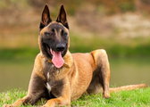 To odporny i niezwykle inteligentny pies. Jaki jest belgian malinois