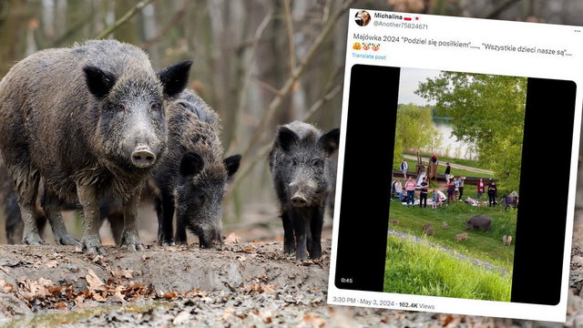 Chwile grozy na pikniku nad Wisłą. Dziki przegoniły ludzi. Sami byli sobie winni