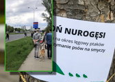 Widziałem przejście nurogęsi przez jezdnię. Potem też było niebezpiecznie