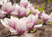 Pięć pięknych odmian magnolii, które warto mieć w ogrodzie