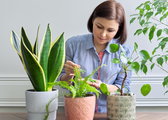 Uratuj rośliny po zbyt obfitym nawożeniu